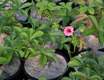 Yulgro Pot Topper 9cm round (case 2000) Yulgro Pot Toppers