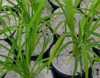 Yulgro Pot Toppers 3 litre (case 400) Yulgro Pot Toppers