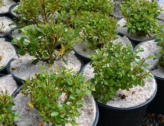 Yulgro Pot Toppers 2 Litre (case 500) Yulgro Pot Toppers