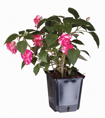 Pot 1 Growers Collection > - Container Pots
