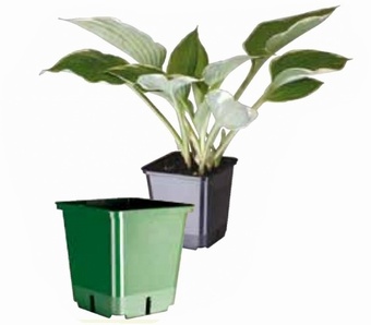 Square Pot (Various Sizes) Growers Collection > - Container Pots