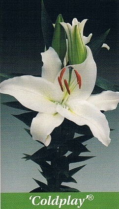 Coldplay Bulb Collection > - Pot Lilies