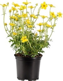 Penta 12cm Low 5 degree Growers Collection > - Pots