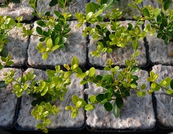 Yulgro Pot Toppers 2L square  (case 800) Yulgro Pot Toppers