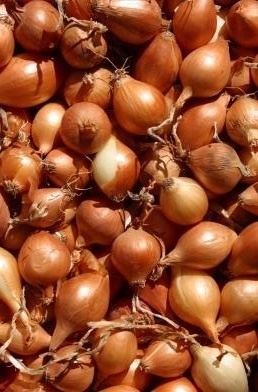 Onions, Shallots Bulb Collection > - Spring & Autumn