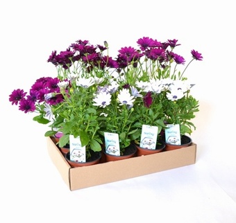 Retail Marketing trays Boxes