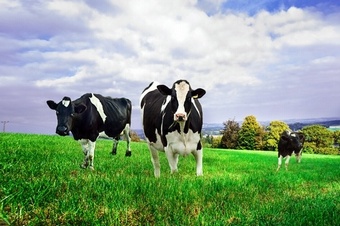 TOP PERFORMER MG10 Silage and Grazing Grass seed > Moregrass